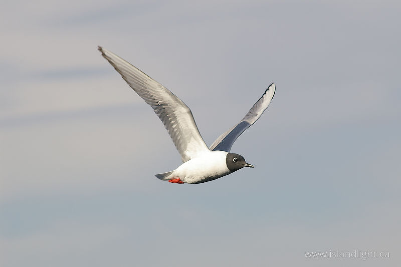   Gull photo