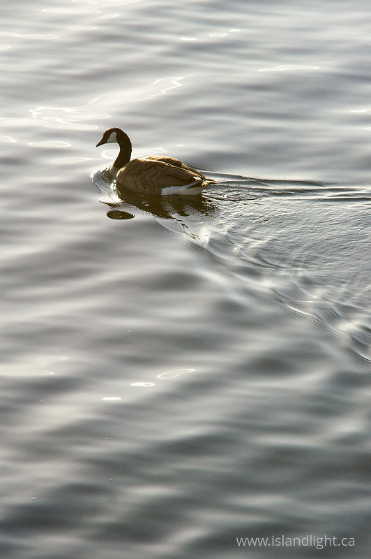   Goose photo