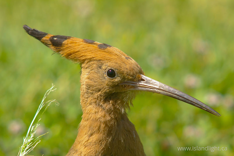   Hoopoe photo