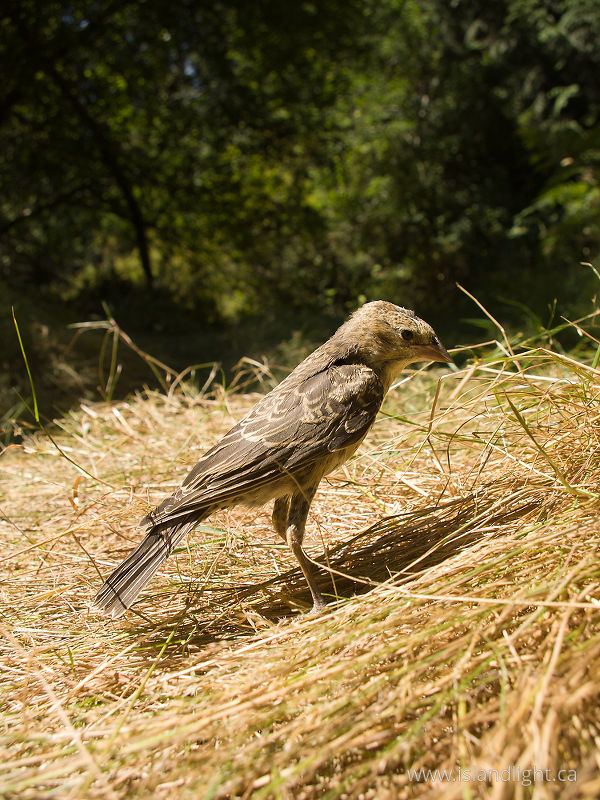   Cowbird photo