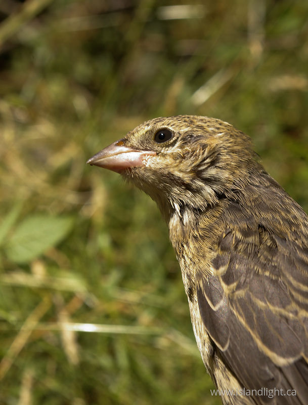   Cowbird photo