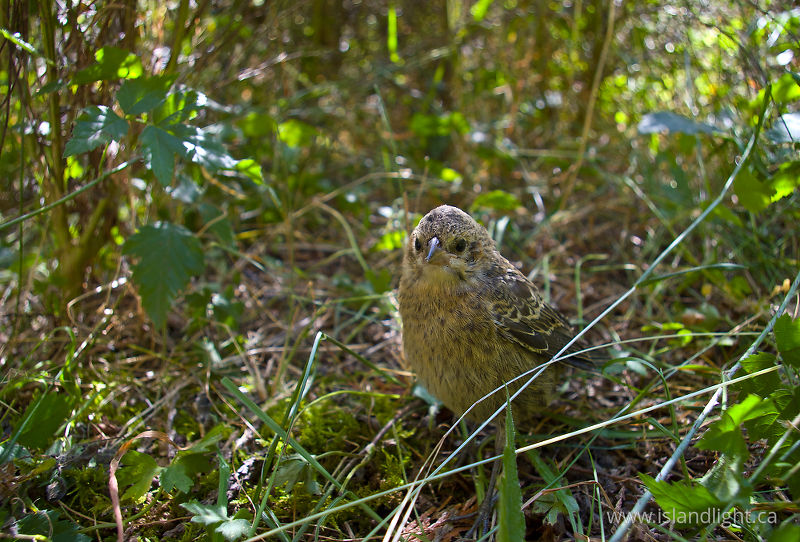 Molothrus ater -   photo