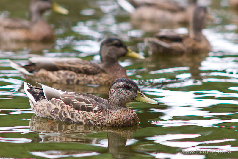   Duck photo