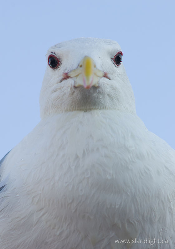   Gull photo