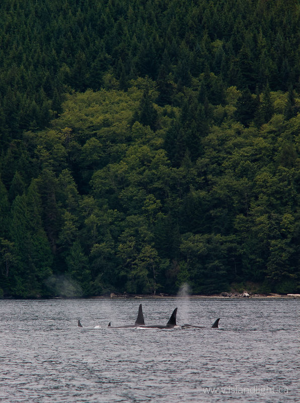   Orca photo
