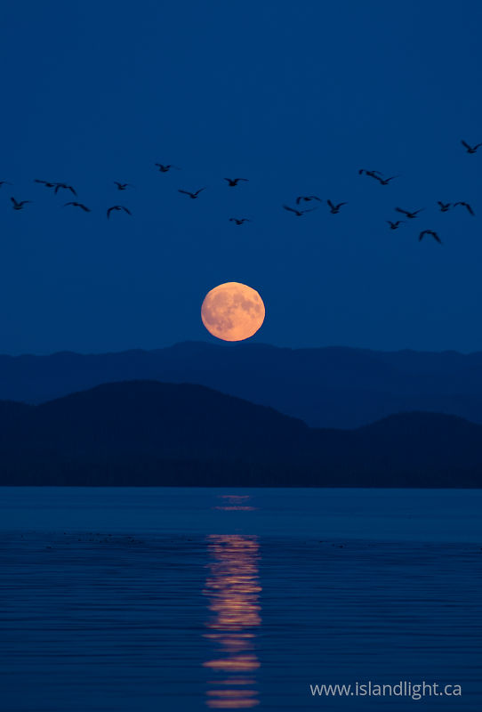 Moonrise Migration -  Birds At Night photo