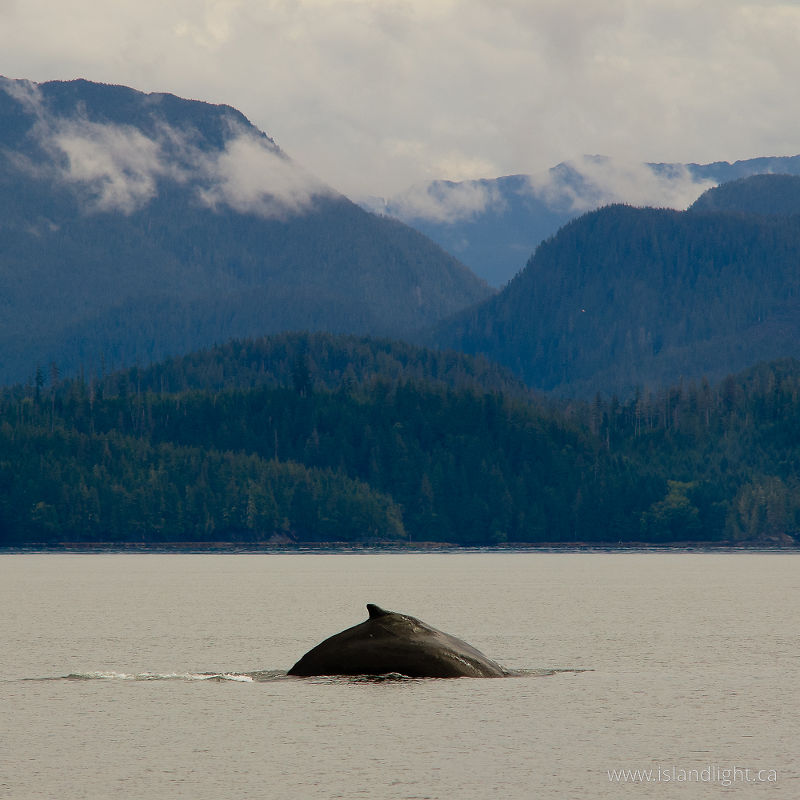   whale photo