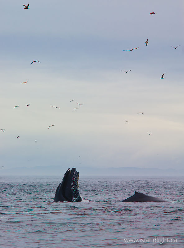   Whale photo