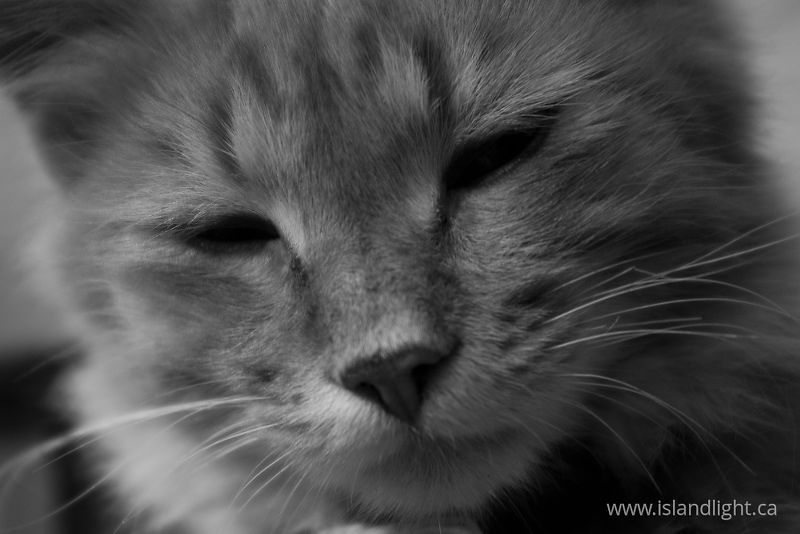   Cat photo
