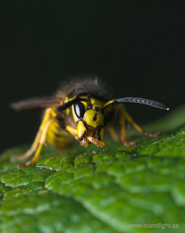   Wasp photo