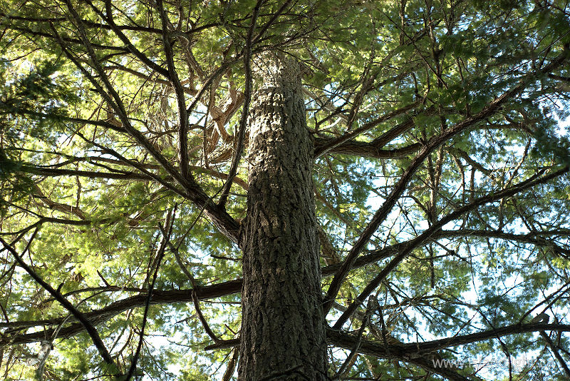   Fir Tree photo