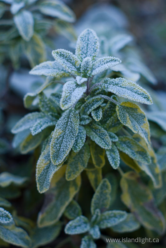   Herb photo
