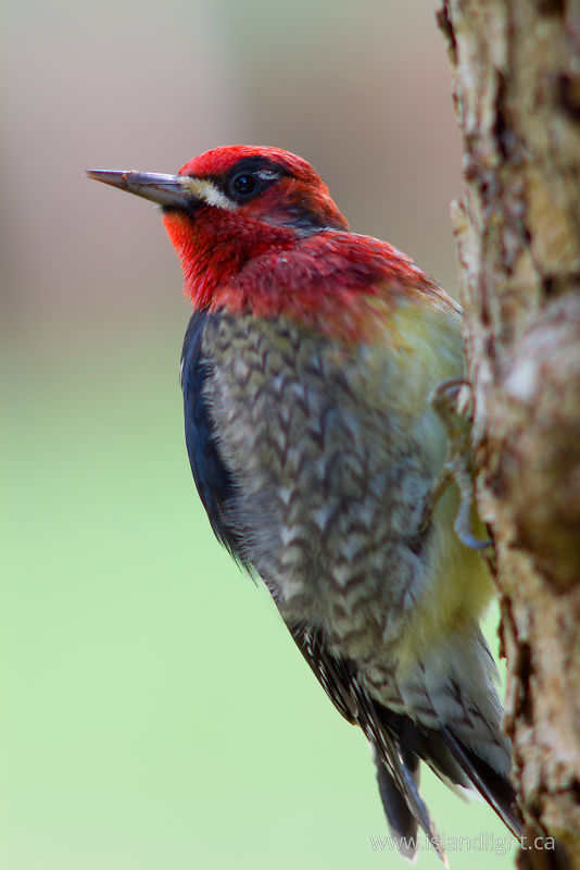   Woodpecker photo