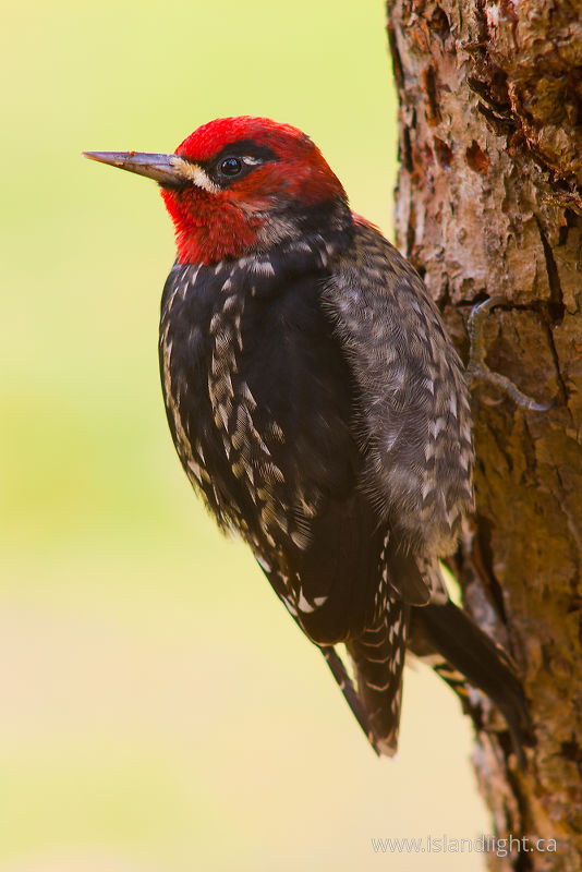   Woodpecker photo
