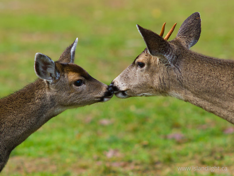   Deer photo