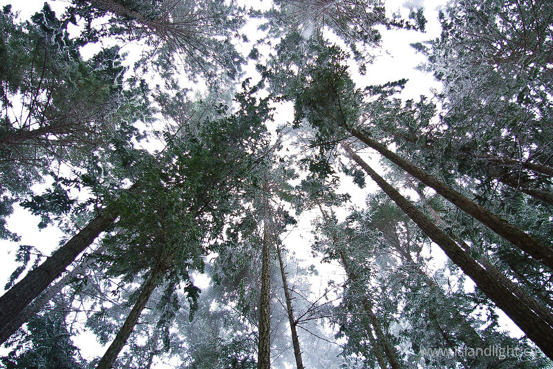   Forest photo