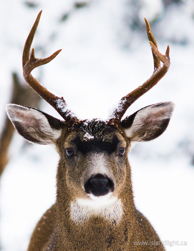   Deer photo