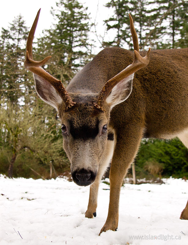   Deer photo