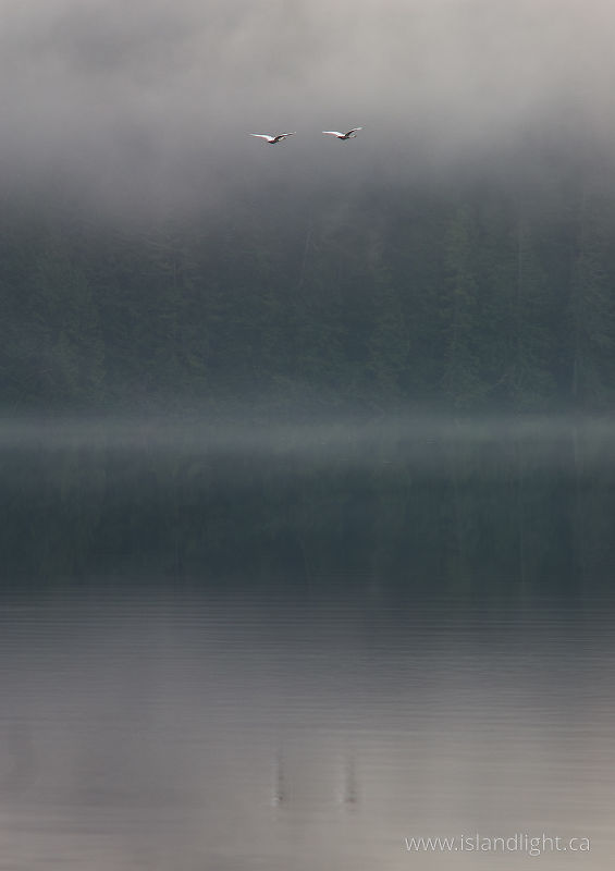   Swan photo