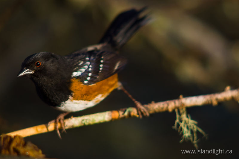   Sparrow photo