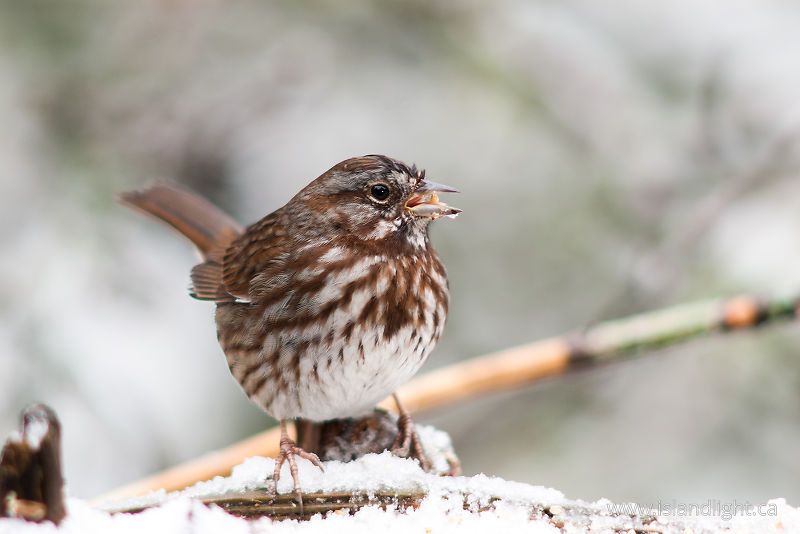   Sparrow photo