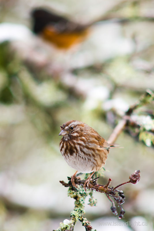   Sparrow photo