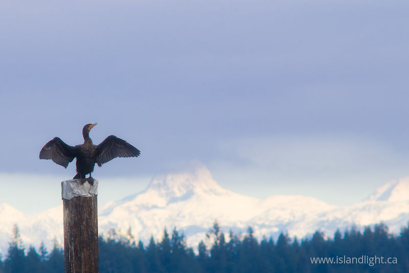   Cormorant photo