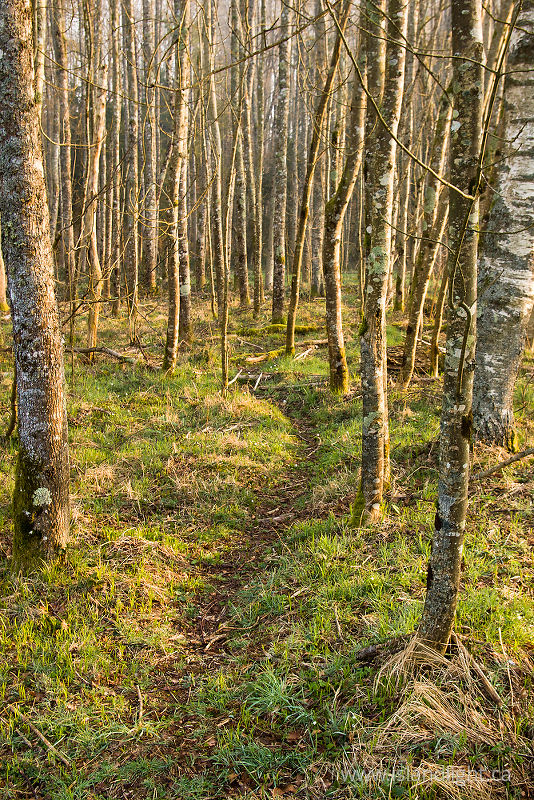   Forest photo