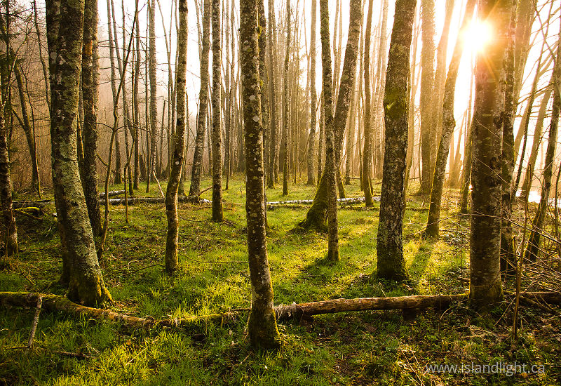   Forest photo