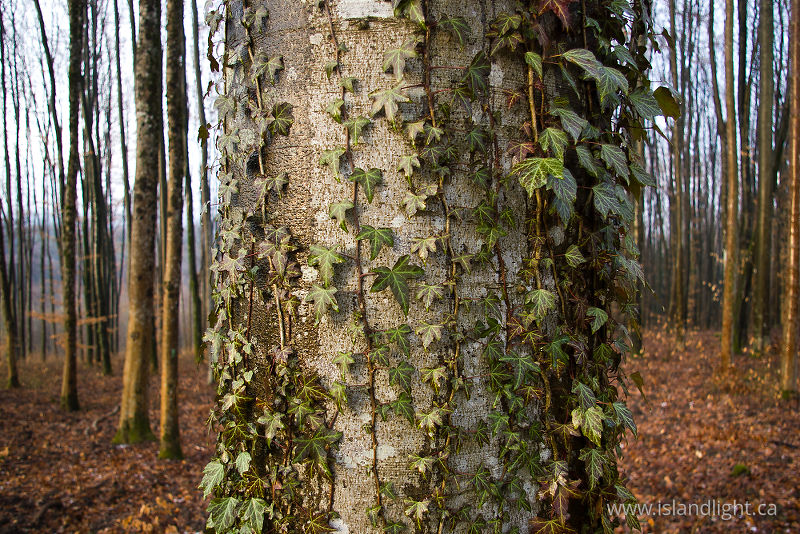   Forest photo
