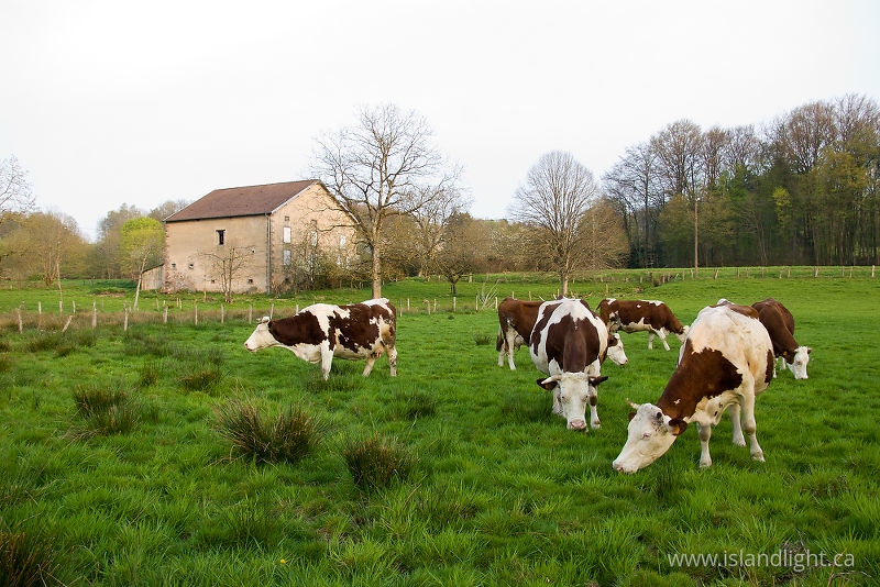   Cow photo