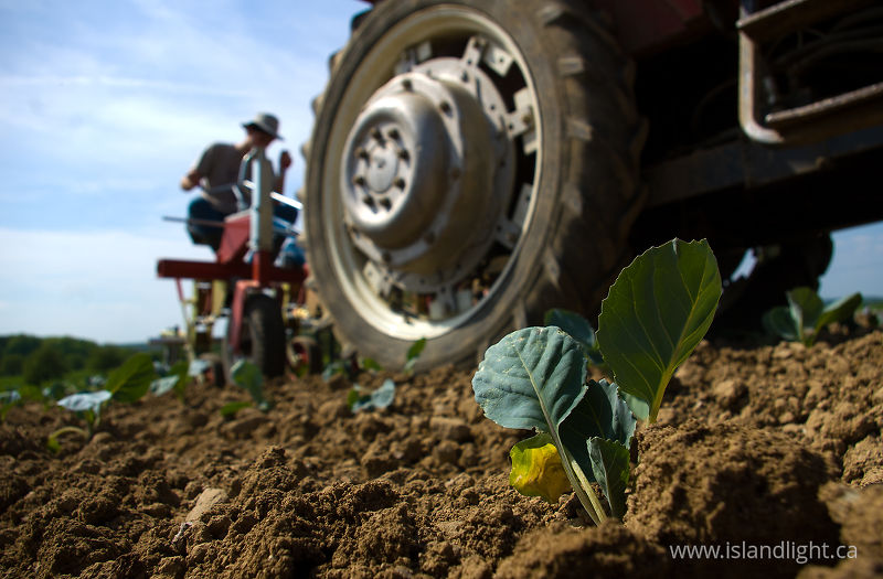   Tractor photo