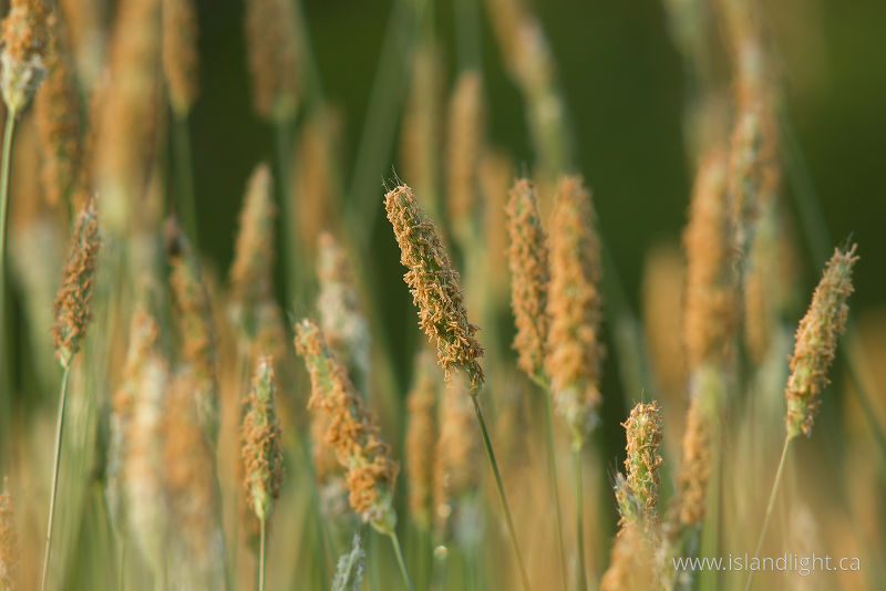 Flowering Grasses -   photo