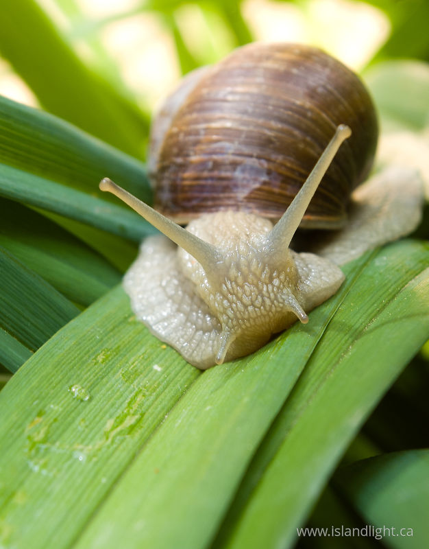   Snail photo