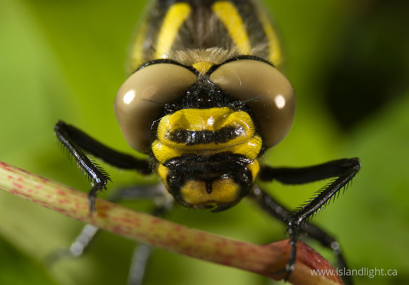   Dragonfly photo