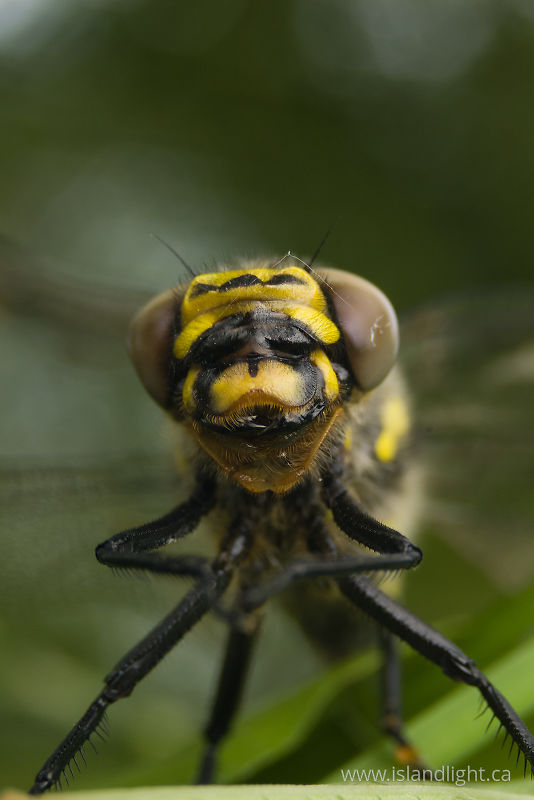 Golden-ringed Dragonfly -   photo