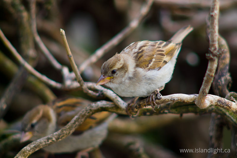 House Sparrow -   photo