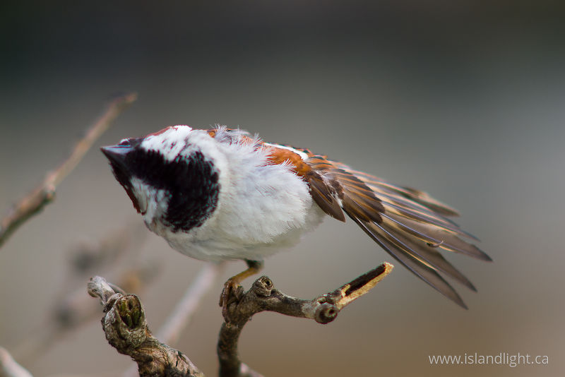   Sparrow photo