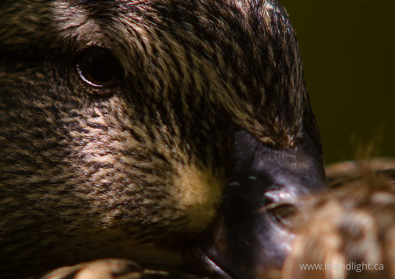   Duck photo