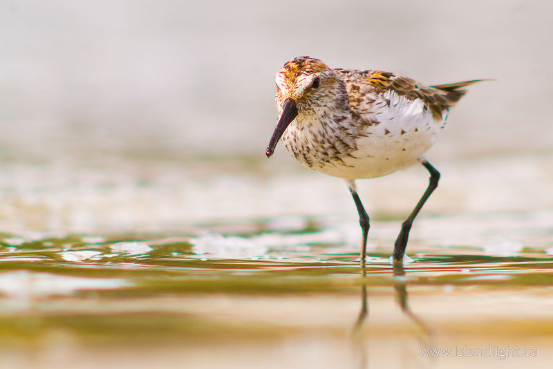   Sandpiper photo
