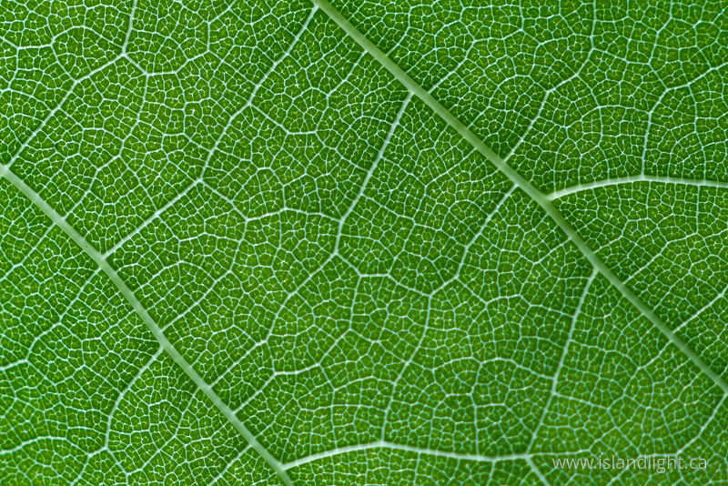   Leaf Closeup photo