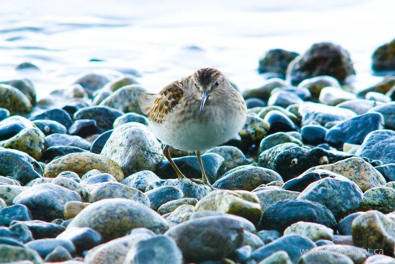 Western Sandpiper -  Sandpiper photo