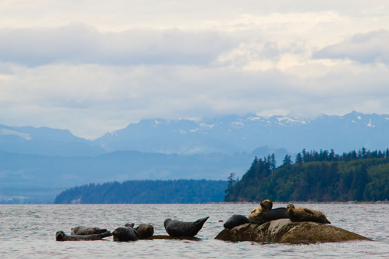   Seal photo