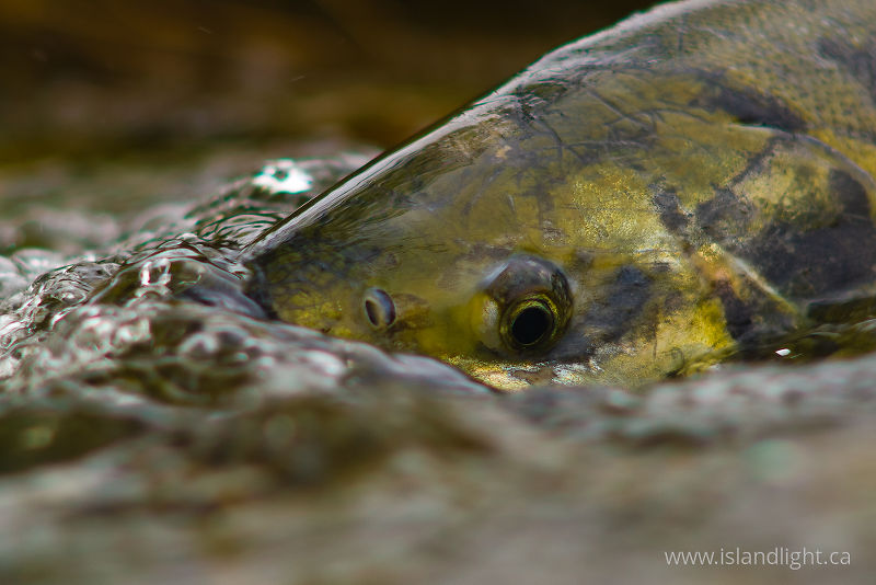   Salmon photo