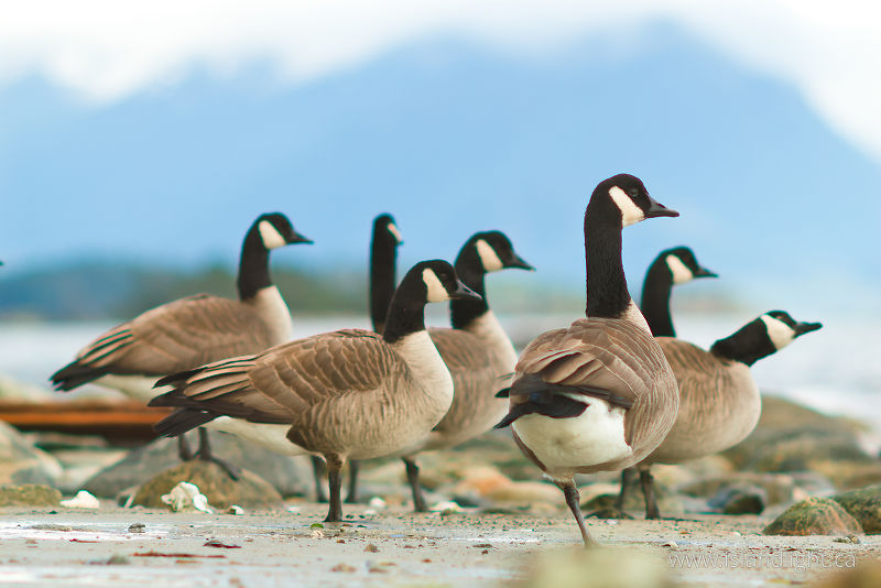 Canada Geese -   photo