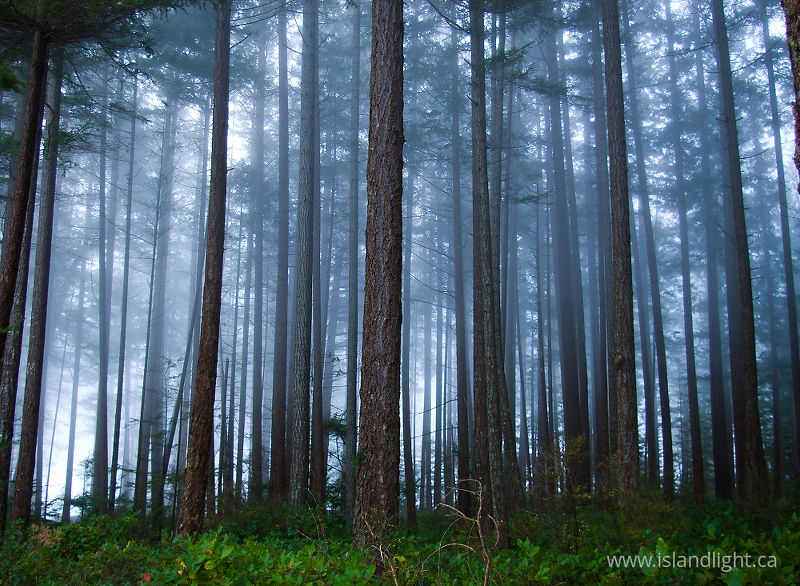   Forest photo