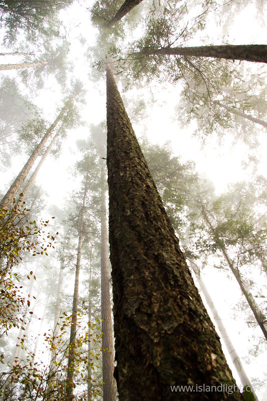   Forest photo