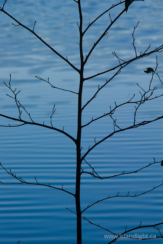   Alder Tree photo