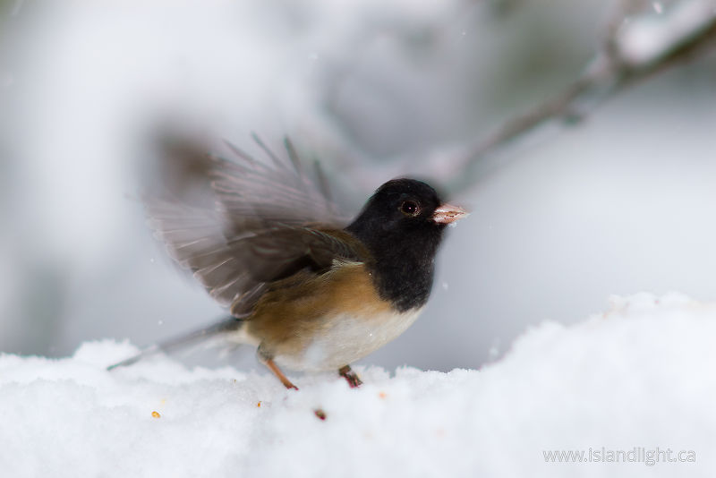   Junco photo