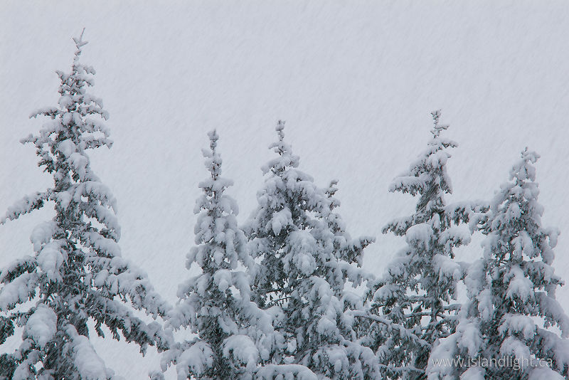 Snow Storm -   photo